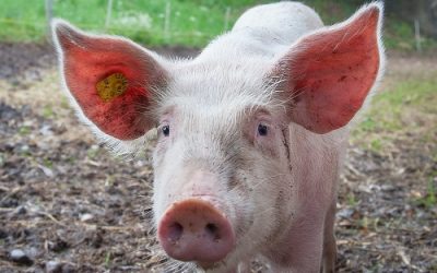 Elon Musk Demonstrates ‘Neuralink’ Using Live Pigs